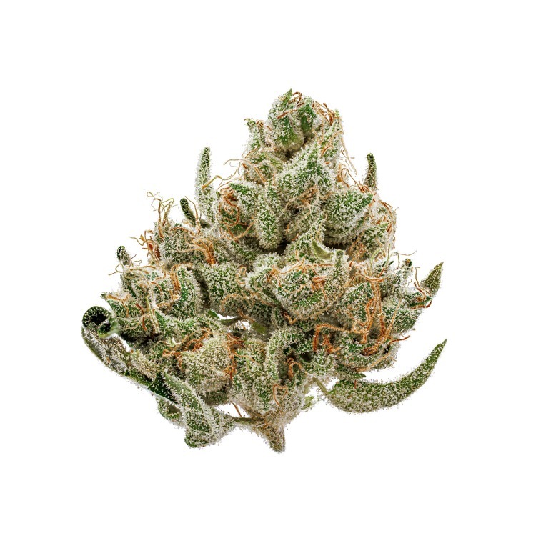 Watermelon Z Infused Pre Roll