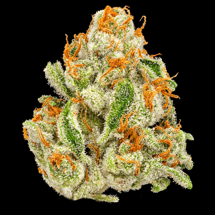 Afghani Hashplant Sugar Babes