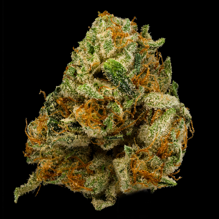 Gorilla Girl Sugar Babes