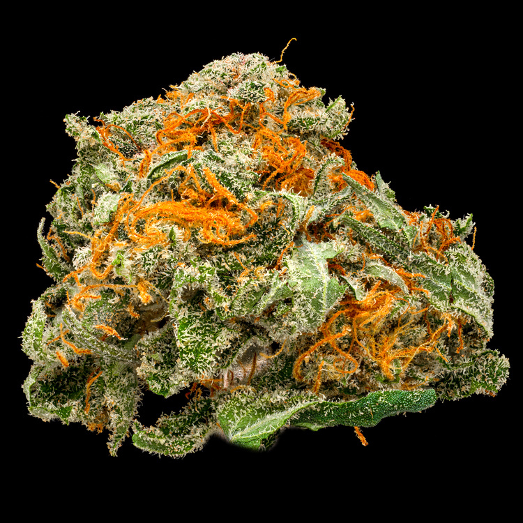 Pink Lemonade