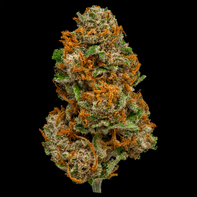Lemon Buckeye