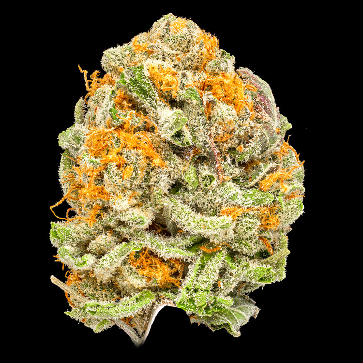 White Truffle