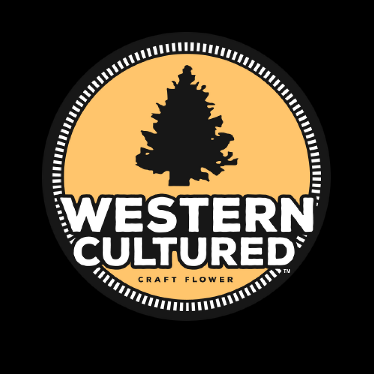 Cosmic Glue Cold Cure Rosin