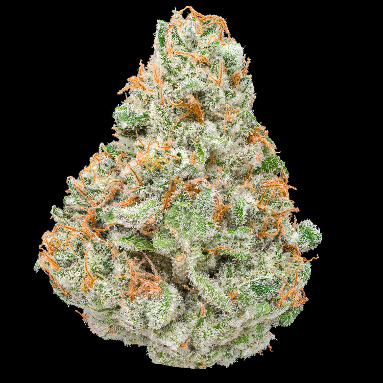 (Ozmelon x Papaya) x Dante's Wrath