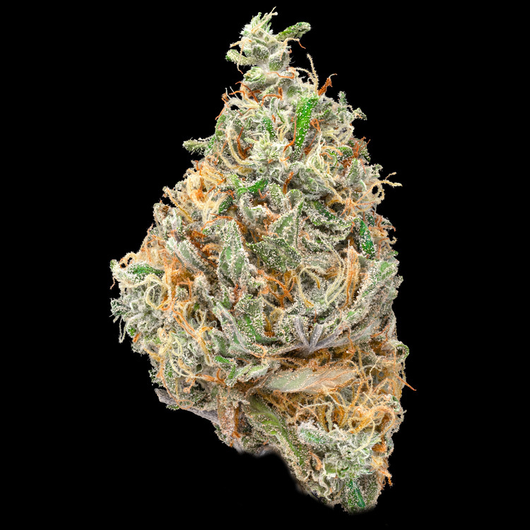 Jelly Roll Limited Release