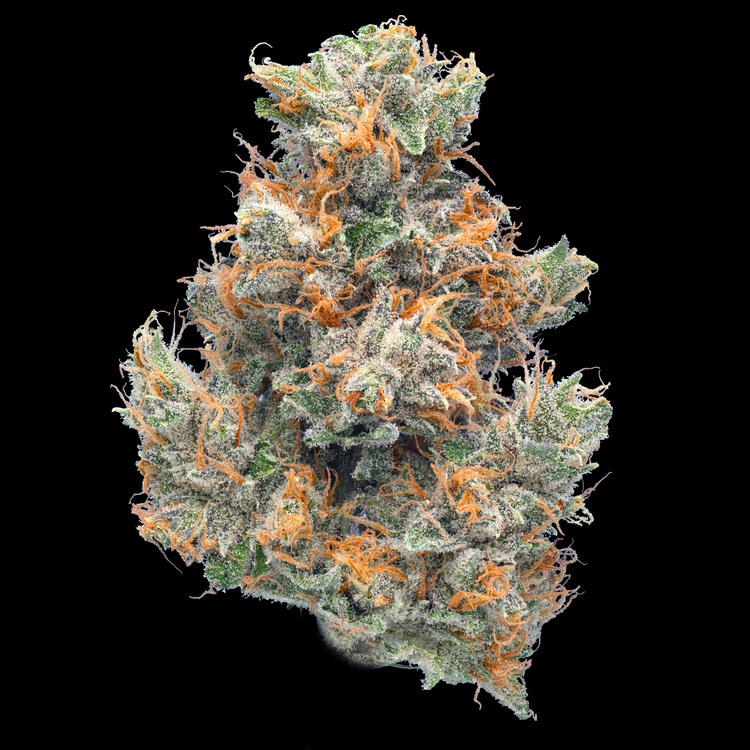 Blue Lime Pie Tester Flower