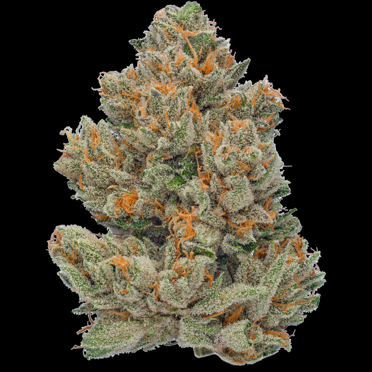 TK Lime Tester Flower