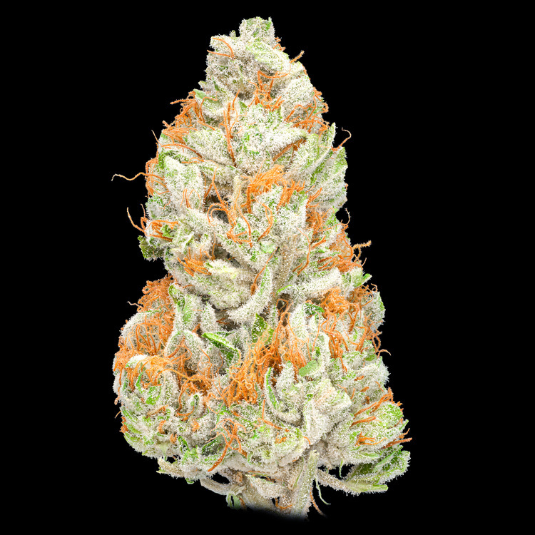 CBG Pacific Sunshine