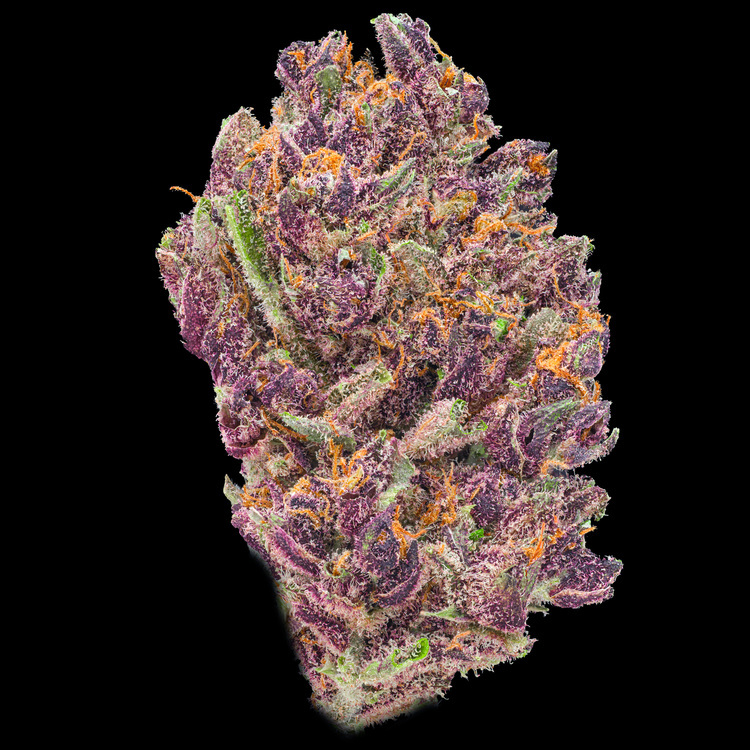Purple Eclipse