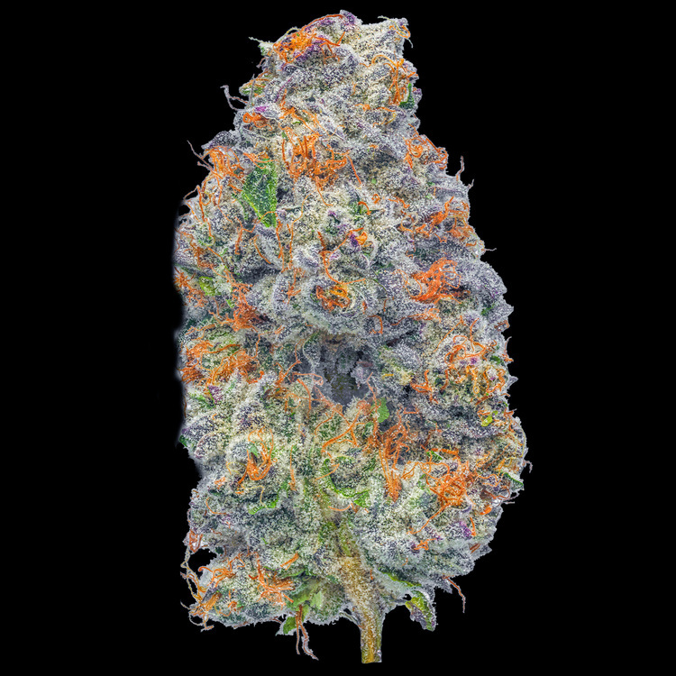 Birthday Cake Signature Series