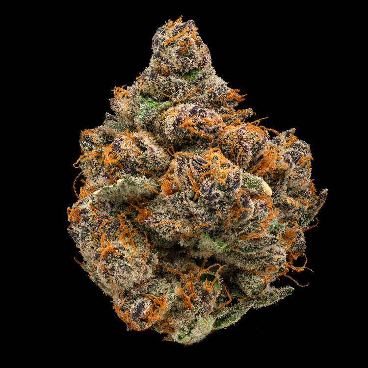 Doorbuster Cali Rain Small Buds