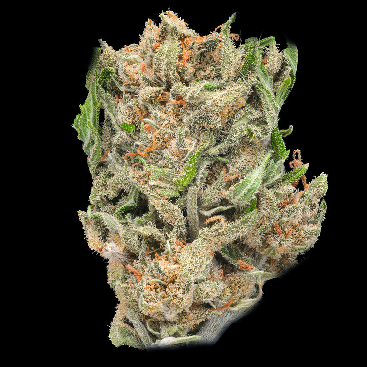 Kush
