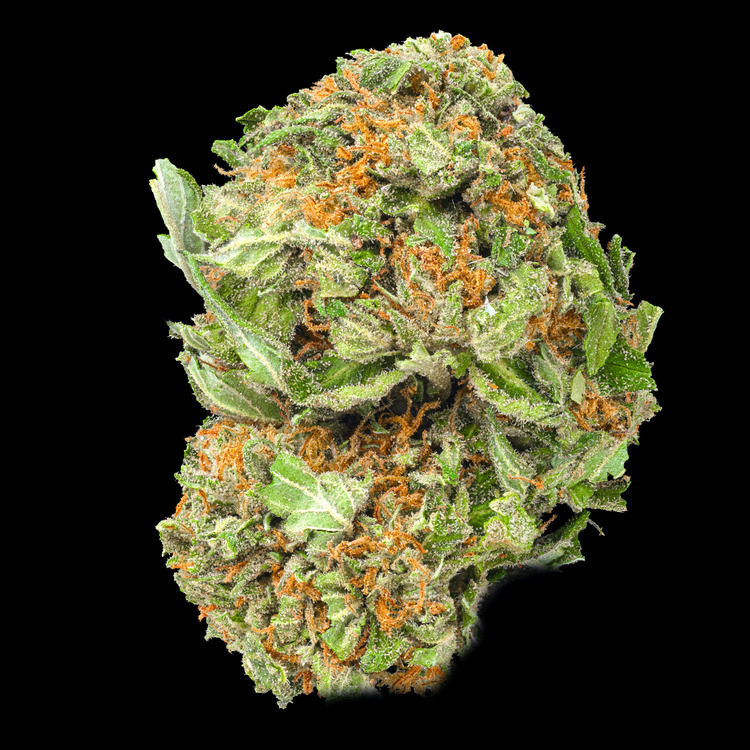 Gelato 41
