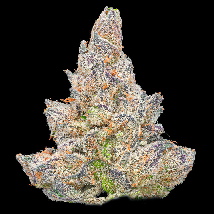 Gelato Larry #2