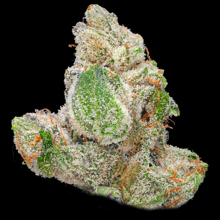 Master Hash Plant #10