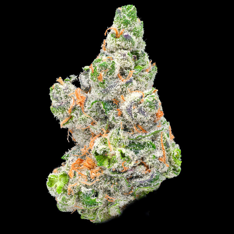 SoDo GMO