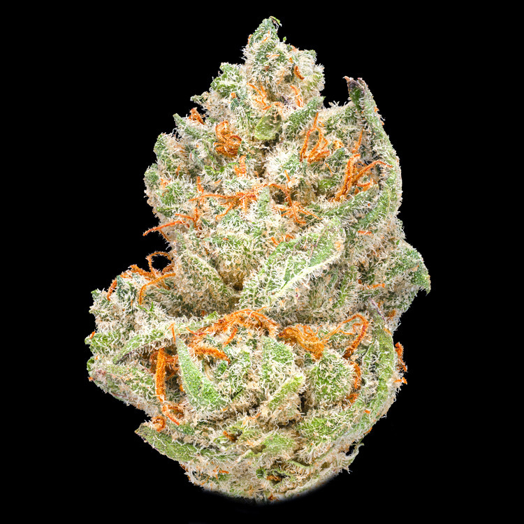 Malibu Glue